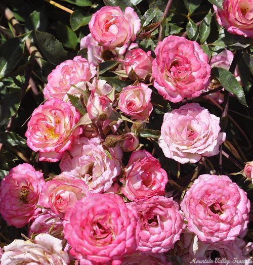 So many Magic Carrousel roses!