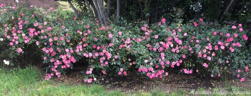 Magic Carrousel Miniature Rose Hedge