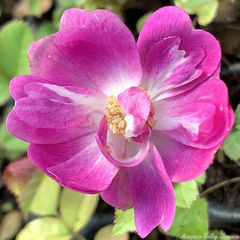 Mr. Bluebird Miniature Rose