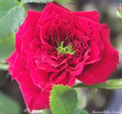 Rosa My Valentine Miniature Rose image