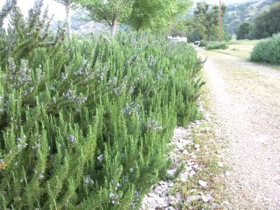 Rosemary gracing the driveway