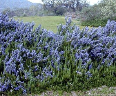 Rosemary in full bloom