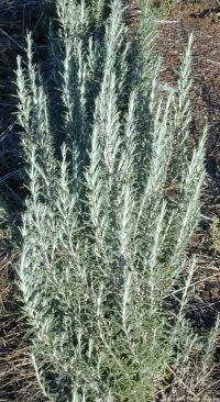 Arp Rosemary - Buchanan's Native Plants