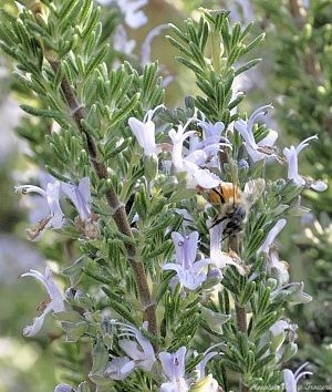 Tiny leaves and tasty flowers. Blue Boy is attractive to the bees too.