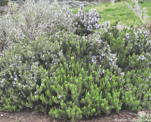 Blue Boy Rosemary in late winter