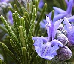 Rosemary flower