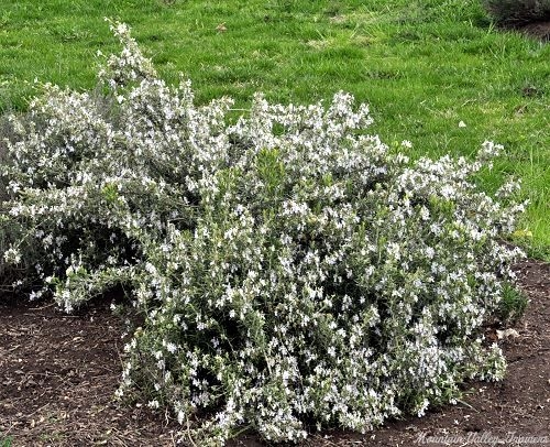 Golden Rosemary in flower