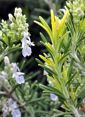 Golden and Green leaves on Golden Rosemary.