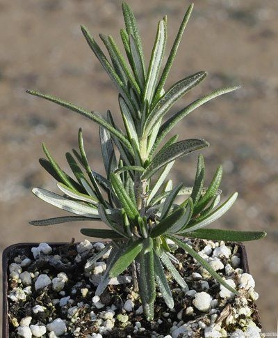 Barbeque Rosemary Plants For Sale