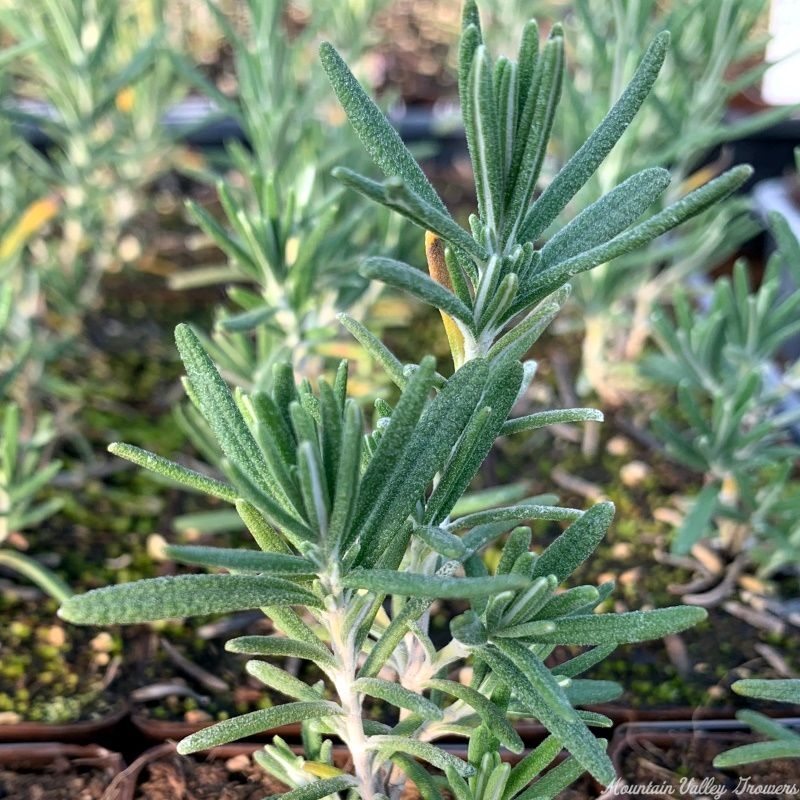 Organic Rosmarinus officinalis Madalene Hill Rosemary Plants from