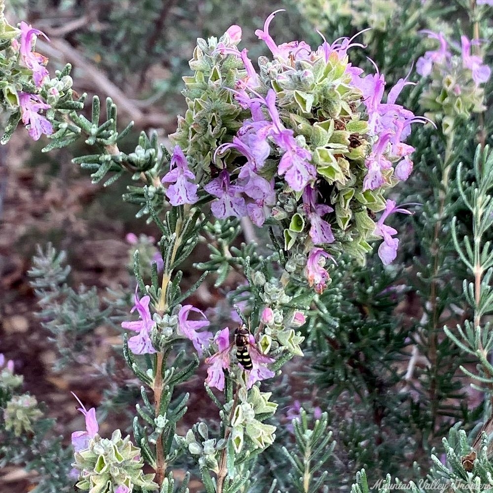 Close up of Pink Rosemary flowers