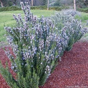 Very erect Spice Islands Rosemary in bloom