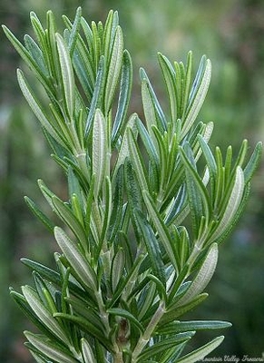 Spice Islands Rosemary is included in the International Herb Garden