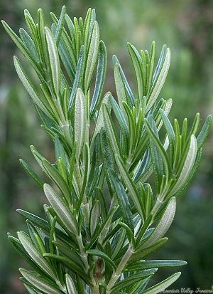 Spice Islands Rosemary