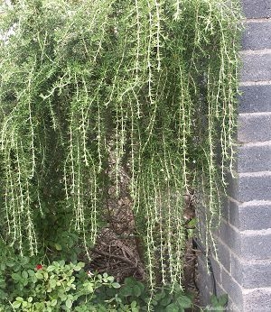 Trailing Rosemary drapes down 3 feet.