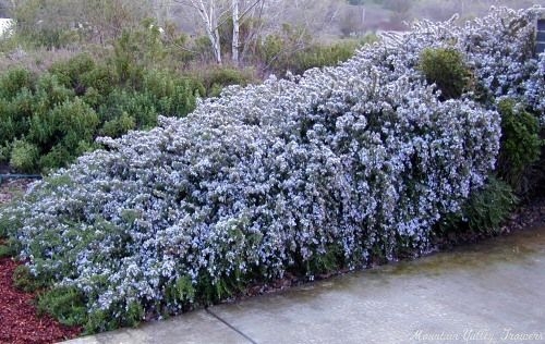 Mounded Mature Trailing Rosemary in Full Bloom