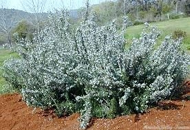 Mature White Rosemary Bush in Flower 