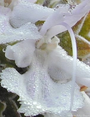 White Rosemary Flower Close Up