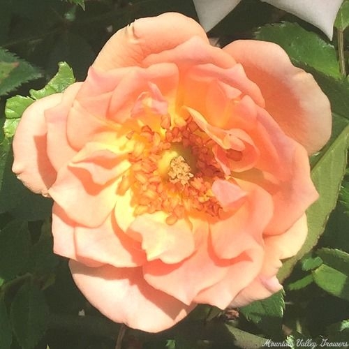 Orange Elf Climbing Miniature Rose