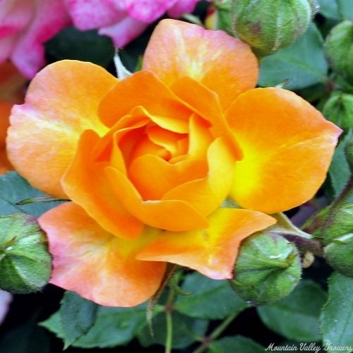 orange rose bush