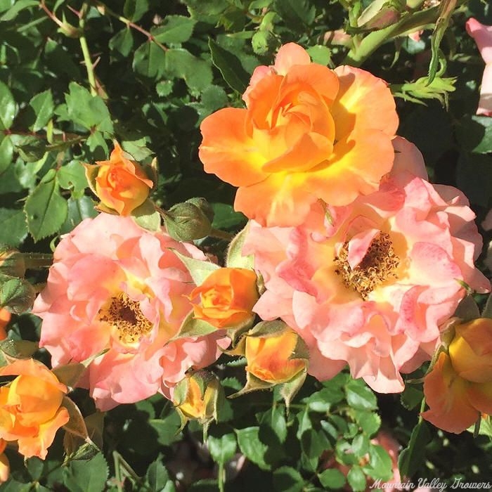 Orange Honey Miniature Rose