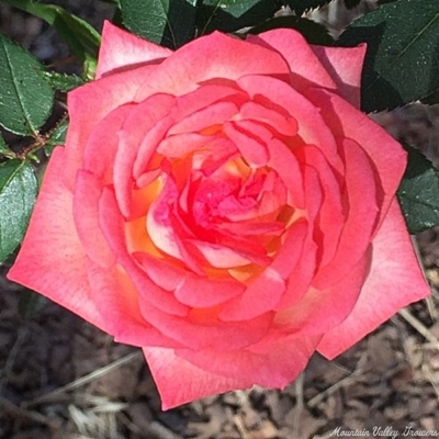 Rosa Pink Petticoat Miniature Rose image