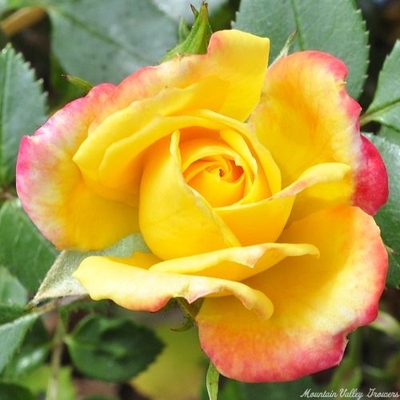 Rosa Rainbow's End Miniature Rose image