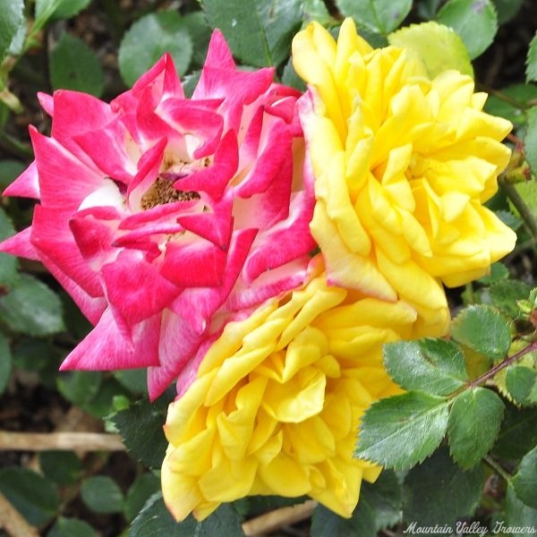 Rainbow's End Miniature Roses
