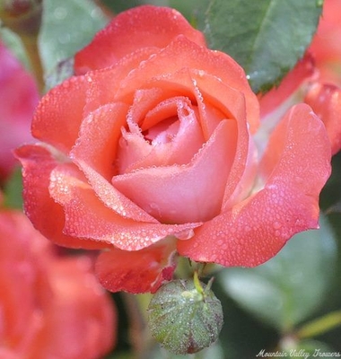 Rosa Redwood Empire Miniature Rose image