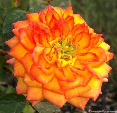 Rosa Ring of Fire Miniature Rose image