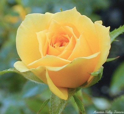 Rosa Rise and Shine Miniature Rose image