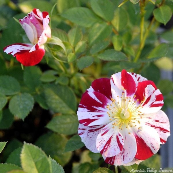 Roller Coaster Miniature Rose