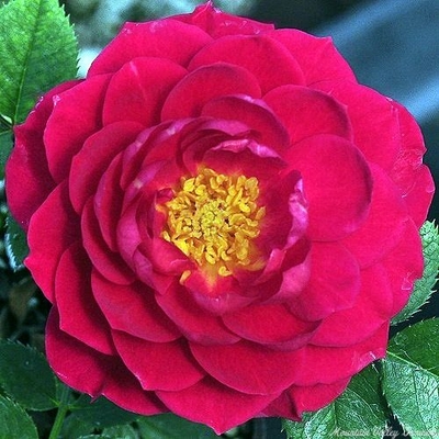 Rosa Sequoia Ruby Miniature Rose image