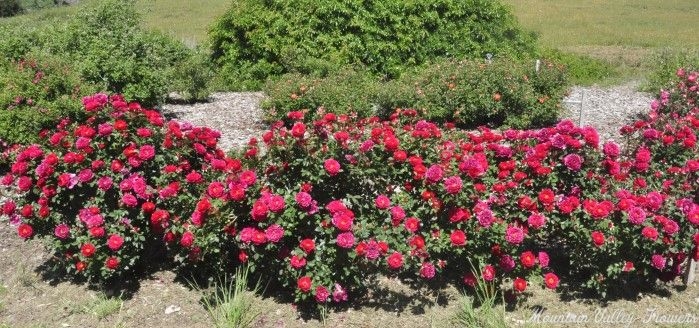 Sequoia Ruby Miniature Rose Hedge