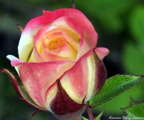 Sierra Sunrise Miniature Rose