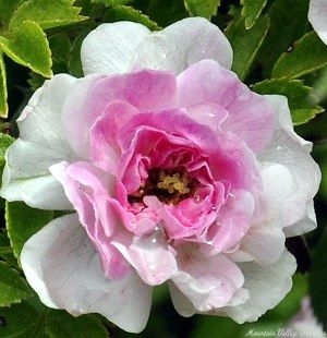 Petite Pink Rose Flower