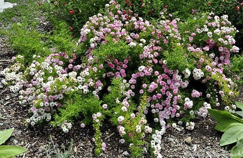 Petite Pink Rose Hedge