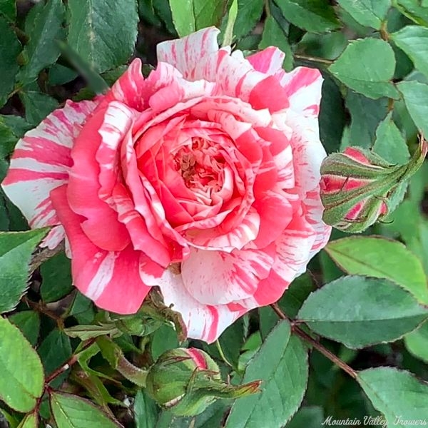 Strawberry Swirl Miniature Rose