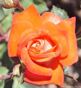 Torch of Liberty Miniature Rose