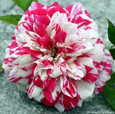 Rosa Twister Miniature Rose image