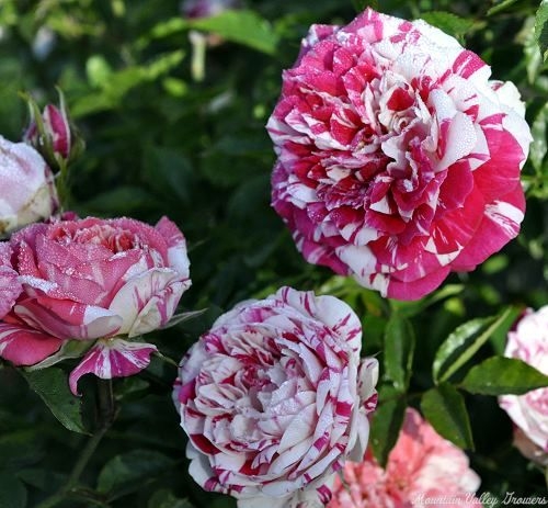 Twister Miniature Rose Flowers