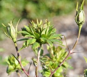 Rosa viridiflora Green Rose Buds