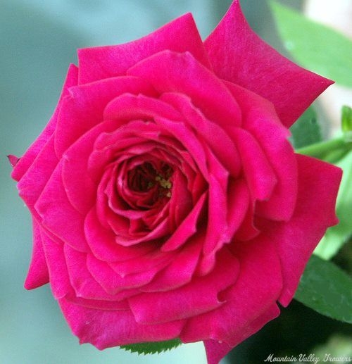 Windy City Miniature Rose