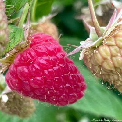 Rubus idaeus Ruby Jewel Raspberry image