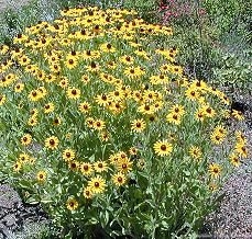 Black Eyed Susan in all its Glory