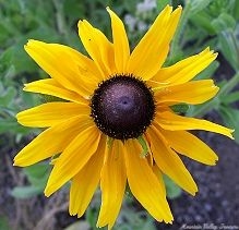 A single Black Eyed Susan flower.