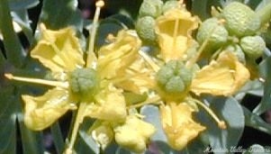 Close Up of Rue Flowers