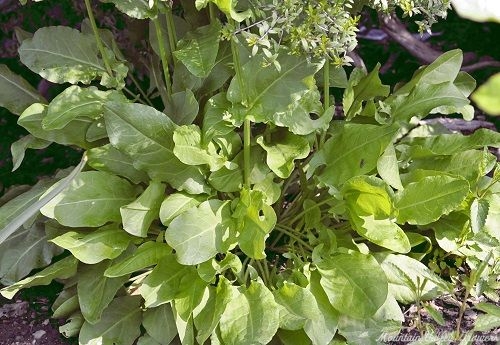 Sorrel in the Garden 