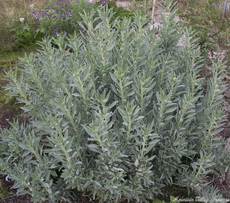 White Sage Bush