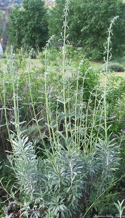 White Sage beginning to flower